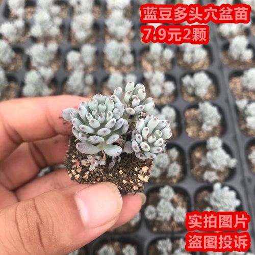 蓝豆多肉怎么养，蓝豆多肉的养殖方法和注意事项？