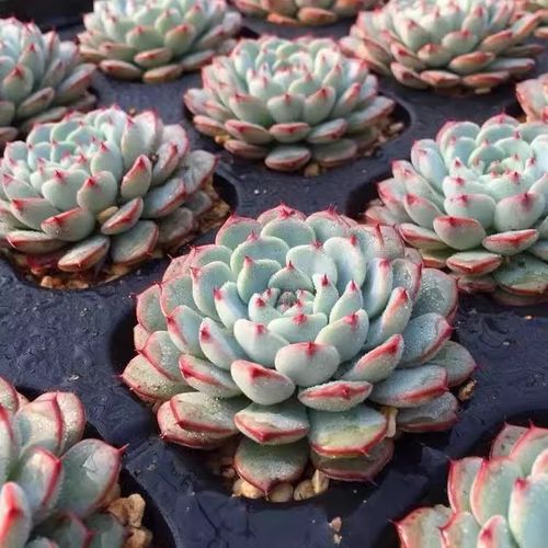 蓝豆多肉怎么养，蓝豆多肉的养殖方法和注意事项？-第2张图片-优品飞百科