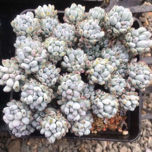 蓝豆多肉怎么养，蓝豆多肉的养殖方法和注意事项？-第3张图片-优品飞百科