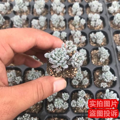 蓝豆多肉怎么养，蓝豆多肉的养殖方法和注意事项？-第4张图片-优品飞百科