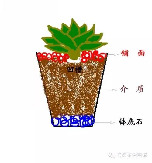 蓝豆多肉怎么养，蓝豆多肉的养殖方法和注意事项？-第5张图片-优品飞百科