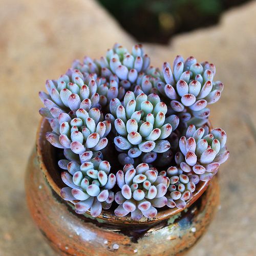 蓝豆多肉怎么养，蓝豆多肉的养殖方法和注意事项？-第6张图片-优品飞百科