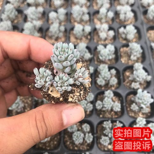 蓝豆多肉怎么养，蓝豆多肉的养殖方法和注意事项？-第7张图片-优品飞百科