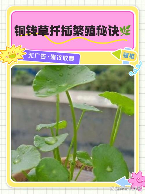 金钱草怎么扦插？金钱草扦插叶子能活吗？