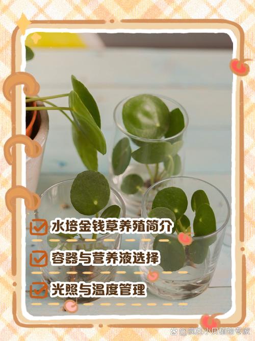 金钱草怎么扦插？金钱草扦插叶子能活吗？-第3张图片-优品飞百科
