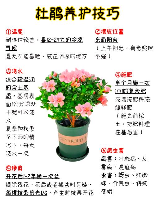 西洋鹃开花时可以喷水吗，西洋鹃可以在家养吗？