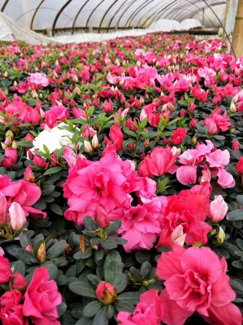 西洋鹃开花时可以喷水吗，西洋鹃可以在家养吗？-第2张图片-优品飞百科