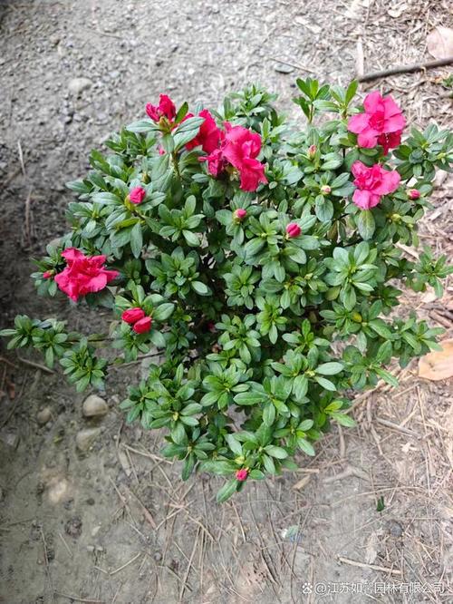 西洋鹃开花时可以喷水吗，西洋鹃可以在家养吗？-第3张图片-优品飞百科