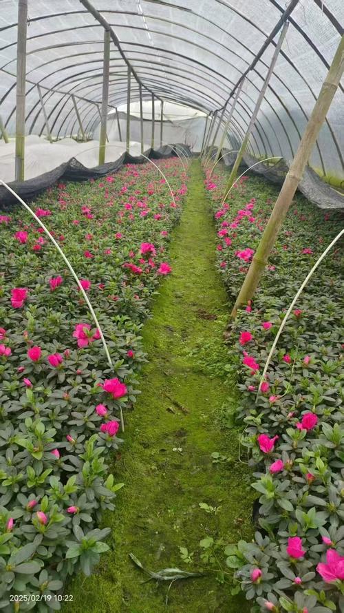 西洋鹃开花时可以喷水吗，西洋鹃可以在家养吗？-第4张图片-优品飞百科