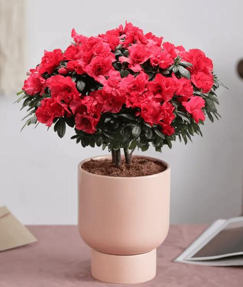 西洋鹃开花时可以喷水吗，西洋鹃可以在家养吗？-第5张图片-优品飞百科