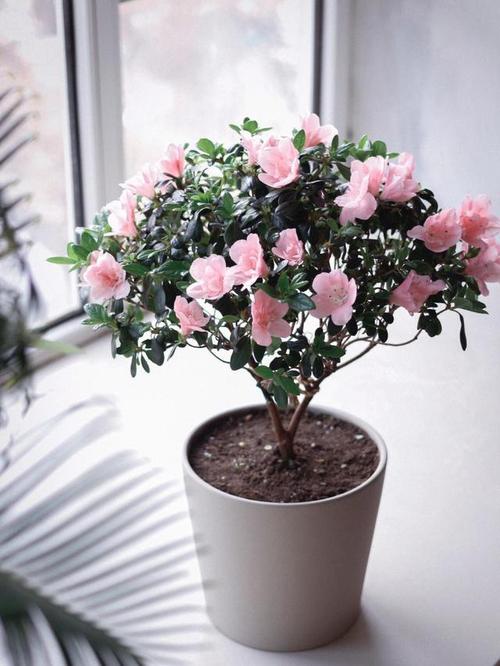 西洋鹃开花时可以喷水吗，西洋鹃可以在家养吗？-第6张图片-优品飞百科