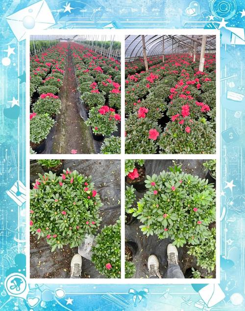 西洋鹃开花时可以喷水吗，西洋鹃可以在家养吗？-第7张图片-优品飞百科