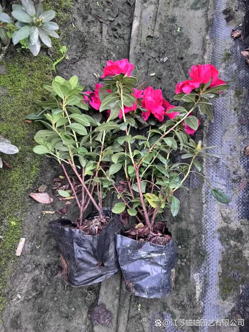 西洋鹃开花时可以喷水吗，西洋鹃可以在家养吗？-第8张图片-优品飞百科