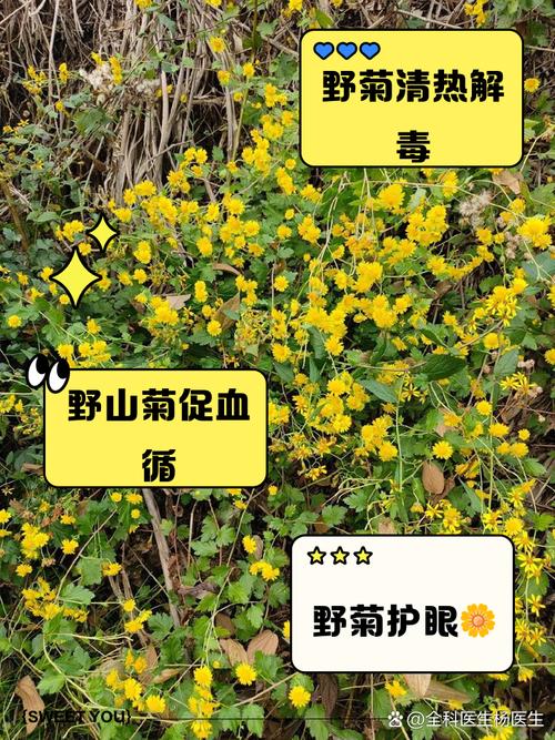 小山菊怎么养，山菊花怎么种植-第2张图片-优品飞百科