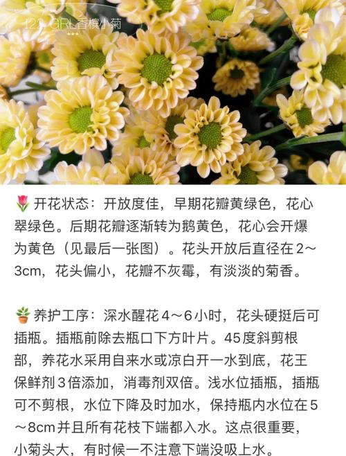 小山菊怎么养，山菊花怎么种植-第4张图片-优品飞百科