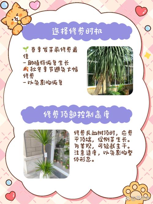 龙舌兰怎么修剪,龙舌兰怎么修剪好看-第1张图片-优品飞百科 龙舌兰怎么修剪,龙舌兰怎么修剪好看-第1张图片-优品飞百科