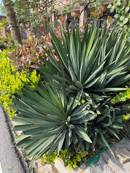 龙舌兰怎么修剪,龙舌兰怎么修剪好看-第2张图片-优品飞百科 龙舌兰怎么修剪,龙舌兰怎么修剪好看-第2张图片-优品飞百科