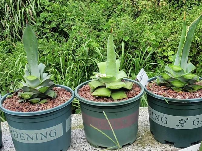 龙舌兰怎么修剪,龙舌兰怎么修剪好看-第3张图片-优品飞百科 龙舌兰怎么修剪,龙舌兰怎么修剪好看-第3张图片-优品飞百科