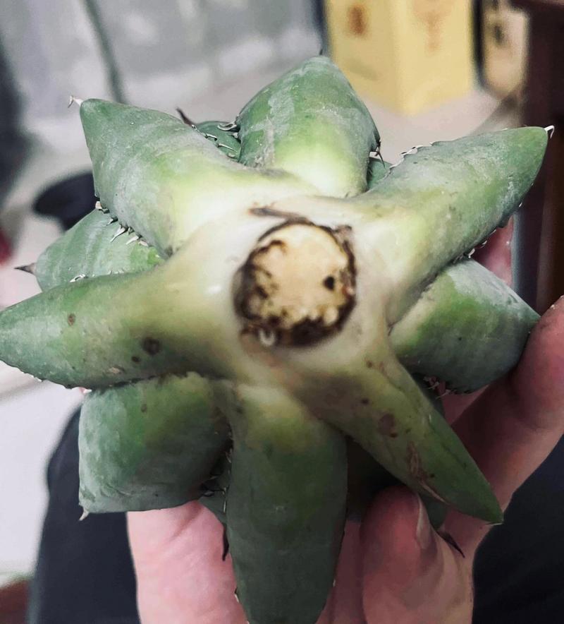 龙舌兰怎么修剪,龙舌兰怎么修剪好看-第5张图片-优品飞百科 龙舌兰怎么修剪,龙舌兰怎么修剪好看-第5张图片-优品飞百科