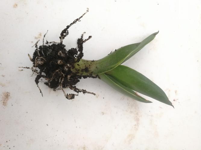 龙舌兰怎么修剪,龙舌兰怎么修剪好看-第6张图片-优品飞百科 龙舌兰怎么修剪,龙舌兰怎么修剪好看-第6张图片-优品飞百科