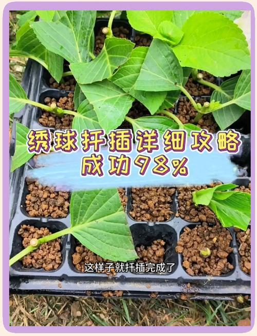 绣球的扦插繁殖，绣球扦插技术
