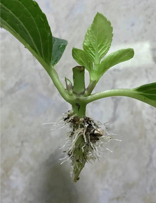 绣球的扦插繁殖，绣球扦插技术-第2张图片-优品飞百科