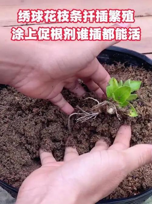 绣球的扦插繁殖，绣球扦插技术-第3张图片-优品飞百科
