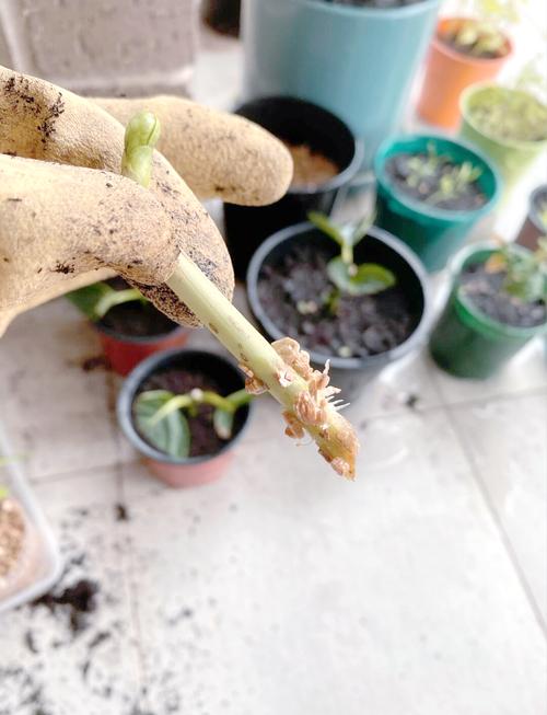 绣球的扦插繁殖，绣球扦插技术-第4张图片-优品飞百科