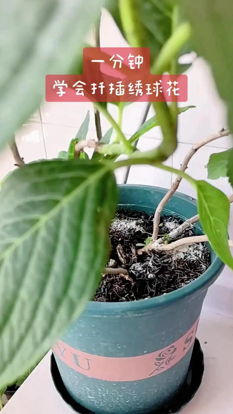 绣球的扦插繁殖，绣球扦插技术-第5张图片-优品飞百科