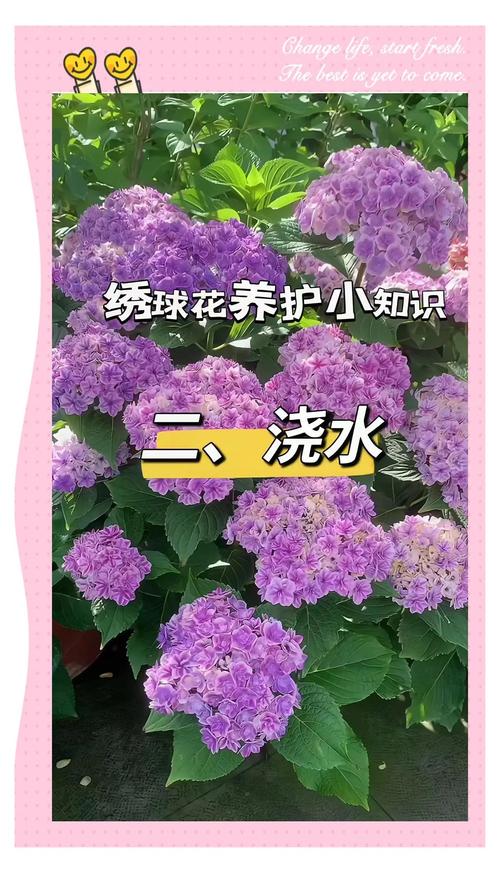 绣球花怎样水培生根，绣球花的水培