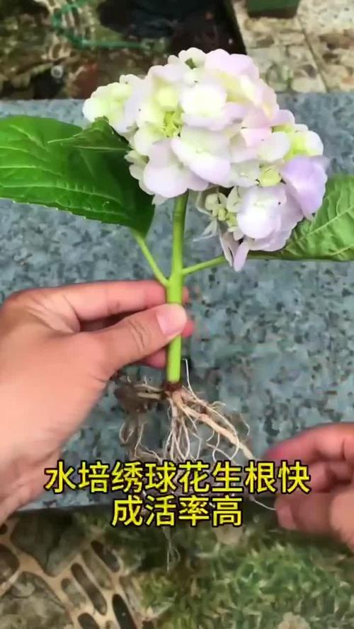绣球花怎样水培生根，绣球花的水培-第2张图片-优品飞百科