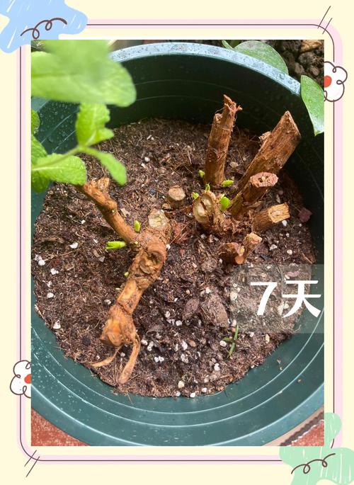 绣球花怎样水培生根，绣球花的水培-第4张图片-优品飞百科