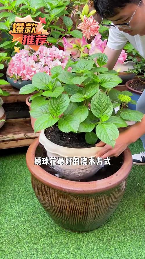 绣球花怎样水培生根，绣球花的水培-第5张图片-优品飞百科