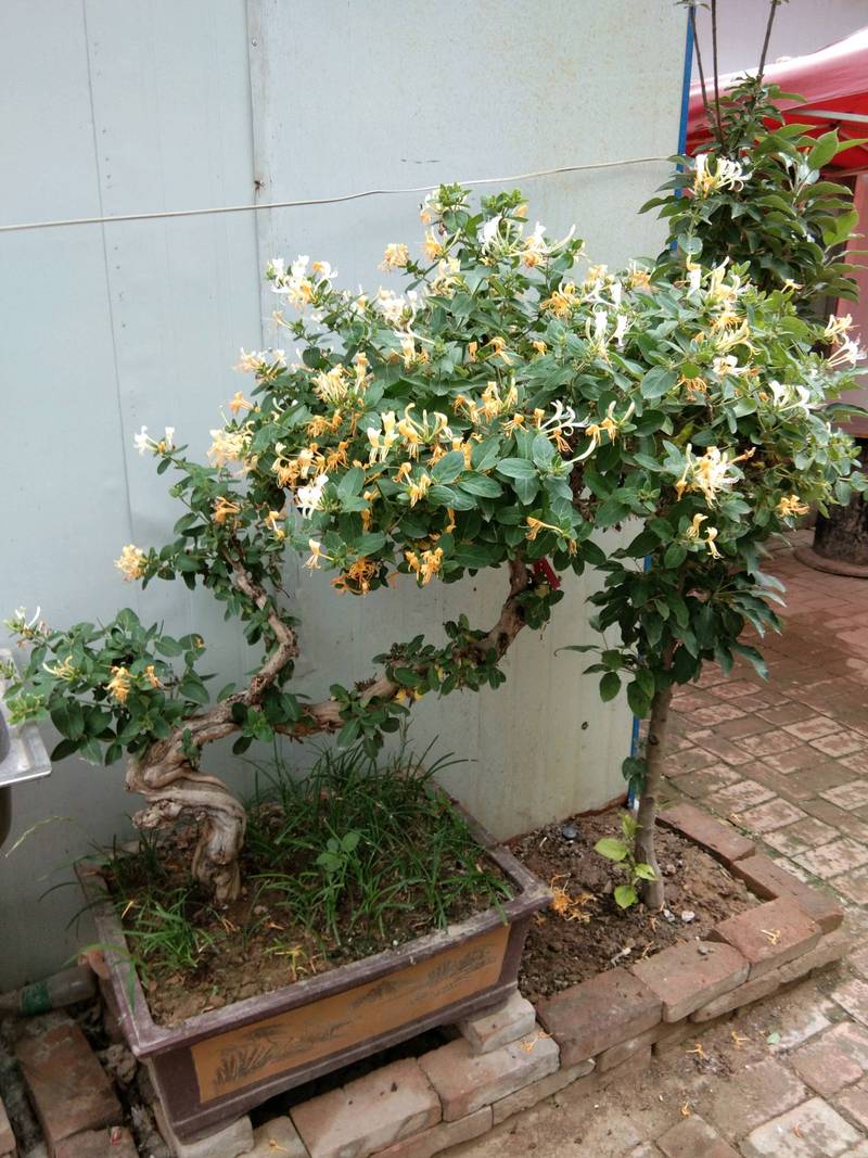 金银花的种植方法和注意事项？金银花的种植方法和注意事项视频？-第1张图片-优品飞百科