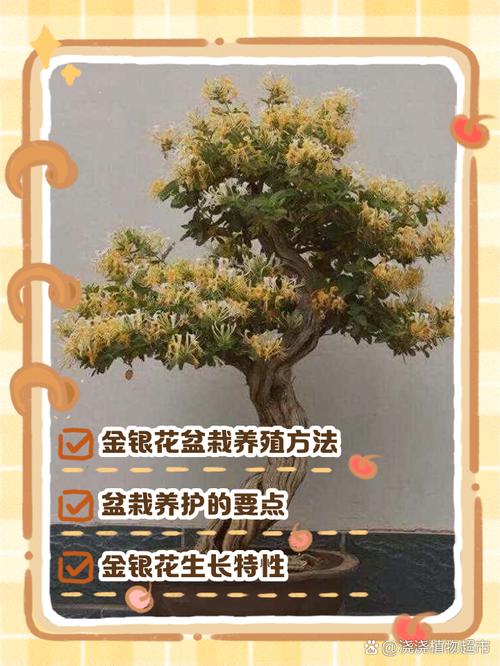 金银花的种植方法和注意事项？金银花的种植方法和注意事项视频？-第2张图片-优品飞百科