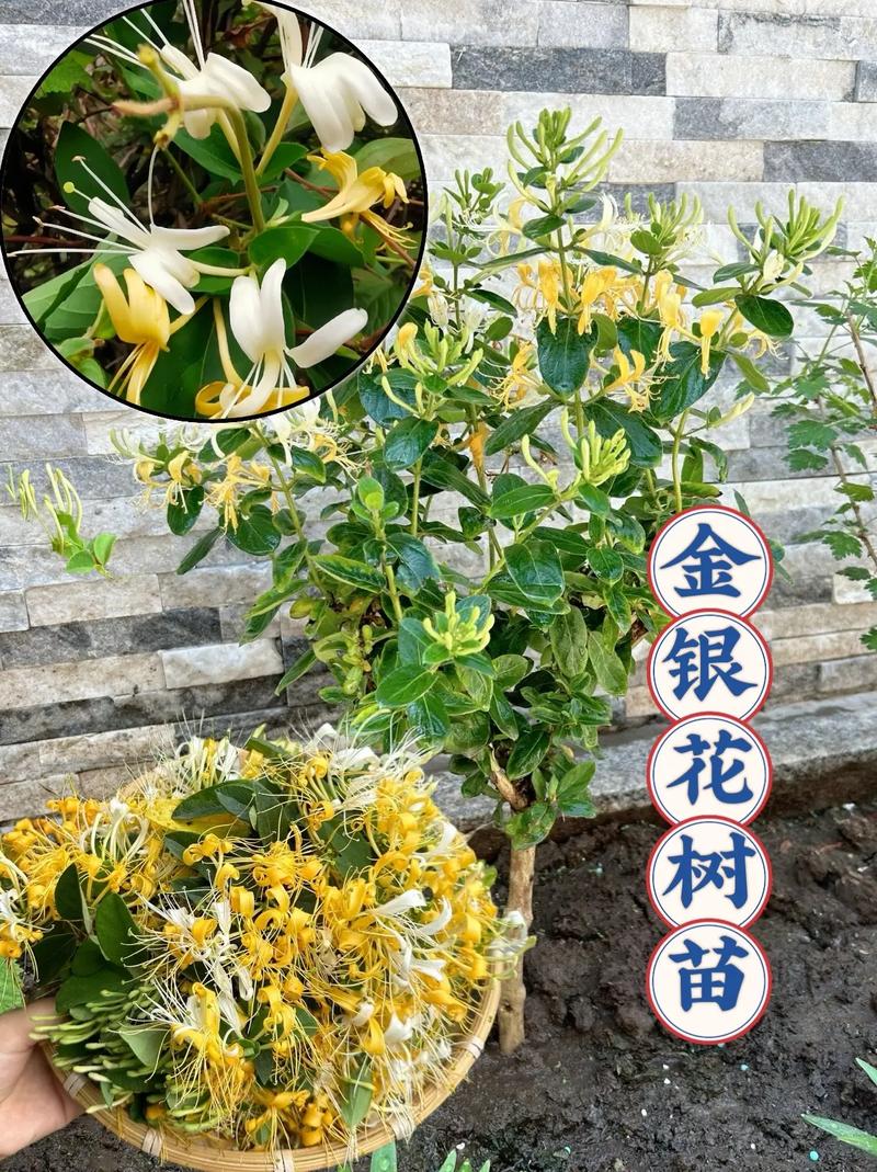 金银花的种植方法和注意事项？金银花的种植方法和注意事项视频？-第4张图片-优品飞百科