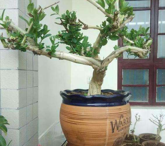 金银花的种植方法和注意事项？金银花的种植方法和注意事项视频？-第5张图片-优品飞百科