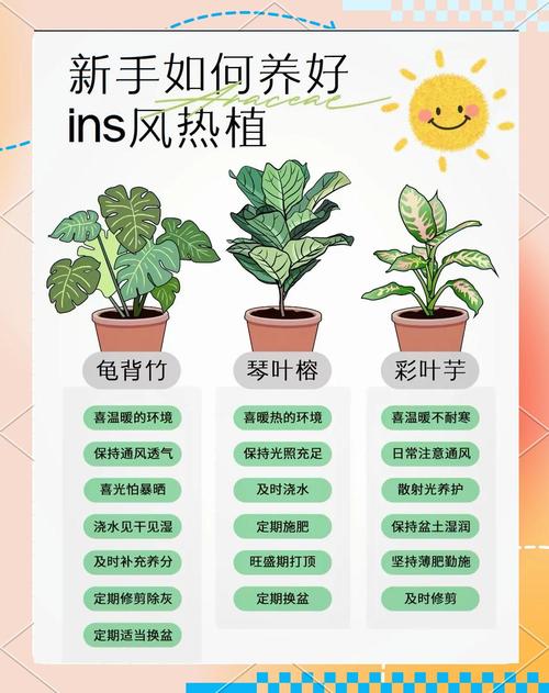 龟背竹怎么养长的快？龟背竹怎么养才能爆盆？