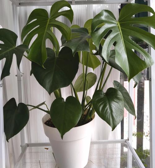 龟背竹怎么养长的快?龟背竹怎么养才能爆盆?-第2张图片-优品飞百科 龟背竹怎么养长的快?龟背竹怎么养才能爆盆?-第2张图片-优品飞百科