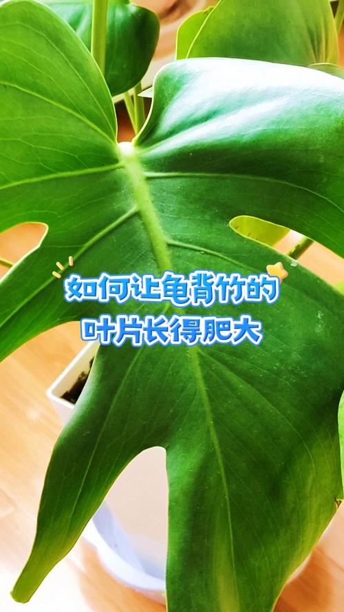 龟背竹怎么养长的快?龟背竹怎么养才能爆盆?-第3张图片-优品飞百科 龟背竹怎么养长的快?龟背竹怎么养才能爆盆?-第3张图片-优品飞百科