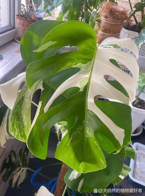 龟背竹怎么养长的快?龟背竹怎么养才能爆盆?-第4张图片-优品飞百科 龟背竹怎么养长的快?龟背竹怎么养才能爆盆?-第4张图片-优品飞百科