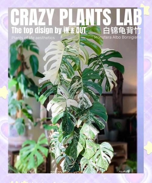 龟背竹怎么养长的快?龟背竹怎么养才能爆盆?-第5张图片-优品飞百科 龟背竹怎么养长的快?龟背竹怎么养才能爆盆?-第5张图片-优品飞百科