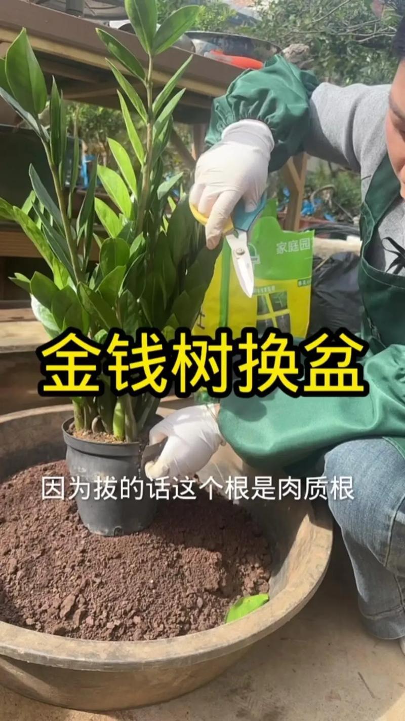新买的摇钱树怎么养？摇钱树苗刚种下要浇水吗？-第1张图片-优品飞百科