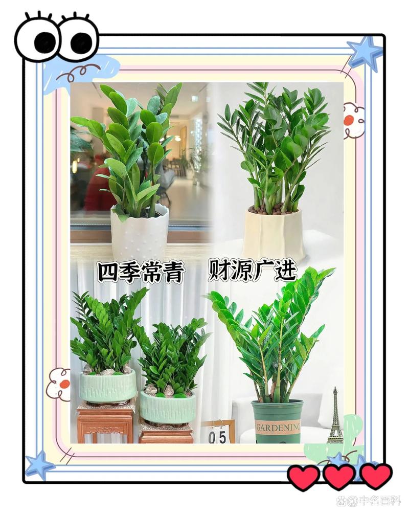 新买的摇钱树怎么养？摇钱树苗刚种下要浇水吗？-第2张图片-优品飞百科