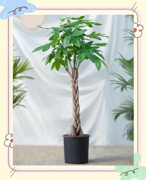 新买的摇钱树怎么养？摇钱树苗刚种下要浇水吗？-第3张图片-优品飞百科