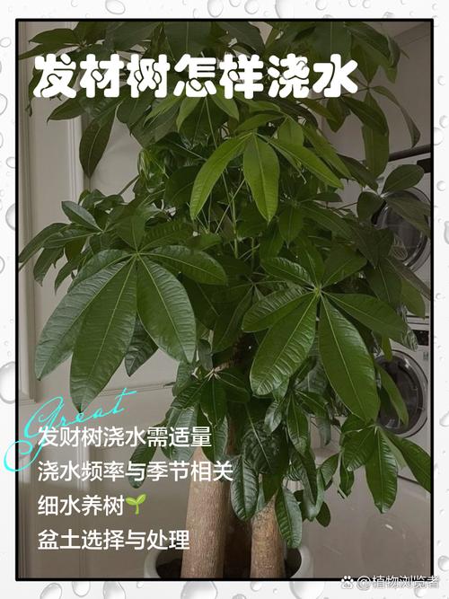 新买的摇钱树怎么养？摇钱树苗刚种下要浇水吗？-第5张图片-优品飞百科