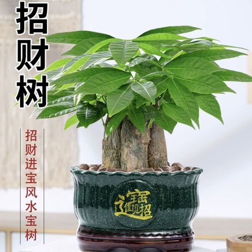 新买的摇钱树怎么养？摇钱树苗刚种下要浇水吗？-第4张图片-优品飞百科