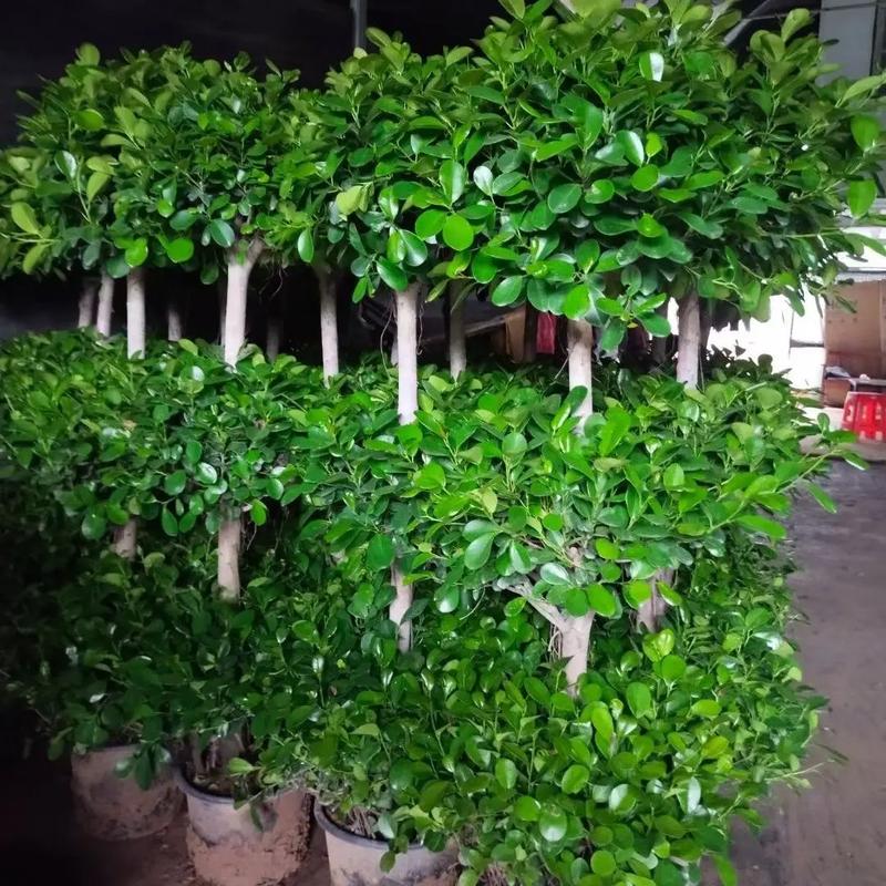 新买的摇钱树怎么养？摇钱树苗刚种下要浇水吗？-第6张图片-优品飞百科