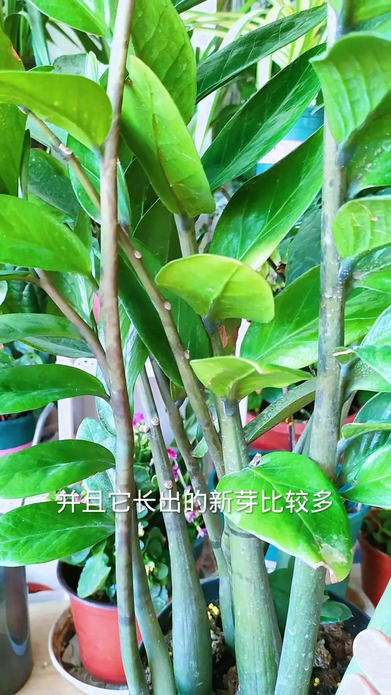 新买的摇钱树怎么养？摇钱树苗刚种下要浇水吗？-第7张图片-优品飞百科