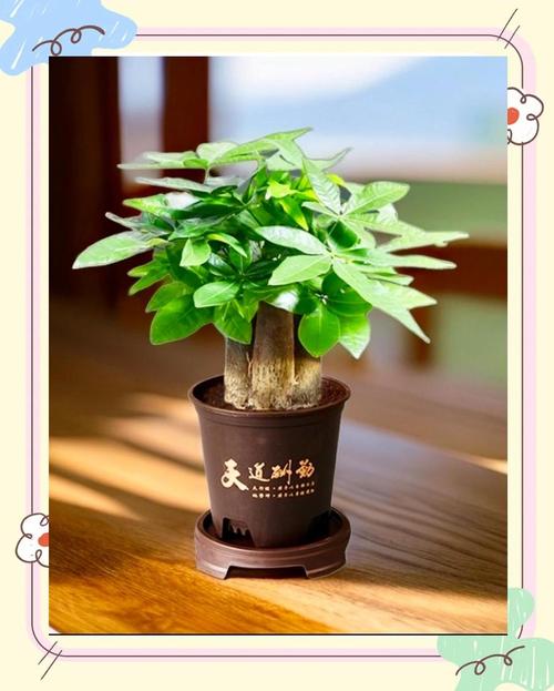 新买的摇钱树怎么养？摇钱树苗刚种下要浇水吗？-第8张图片-优品飞百科